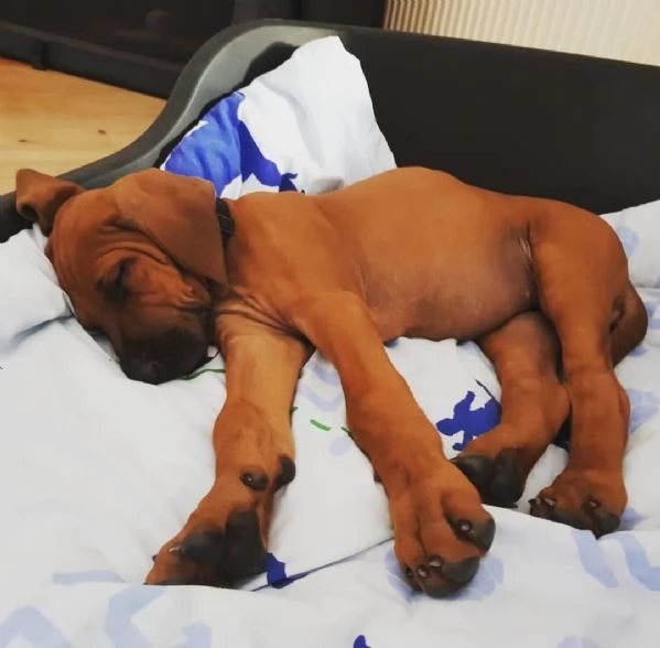 Cuccioli di Rhodesian Ridgeback | Foto 2