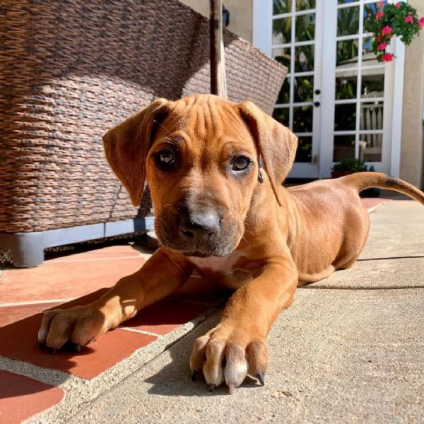 Cuccioli di Rhodesian Ridgeback | Foto 1