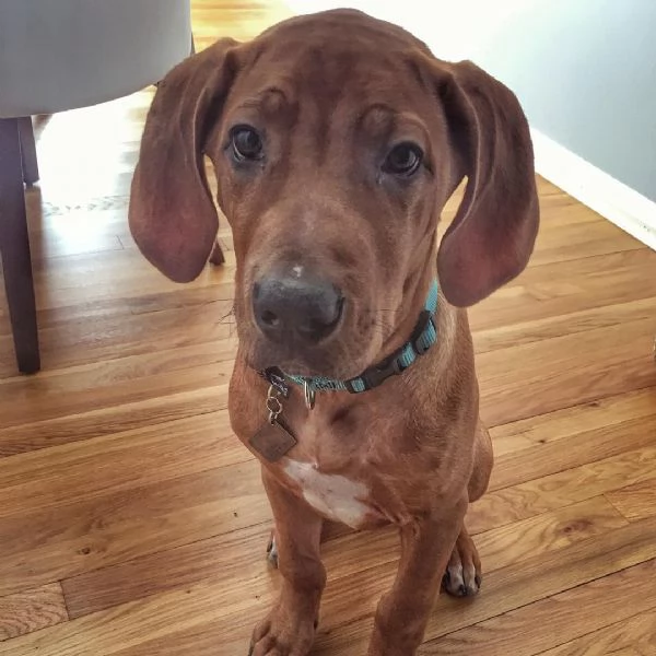 Cuccioli di Rhodesian Ridgeback | Foto 0