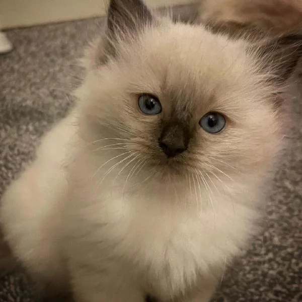 Gattini Ragdoll | Foto 2