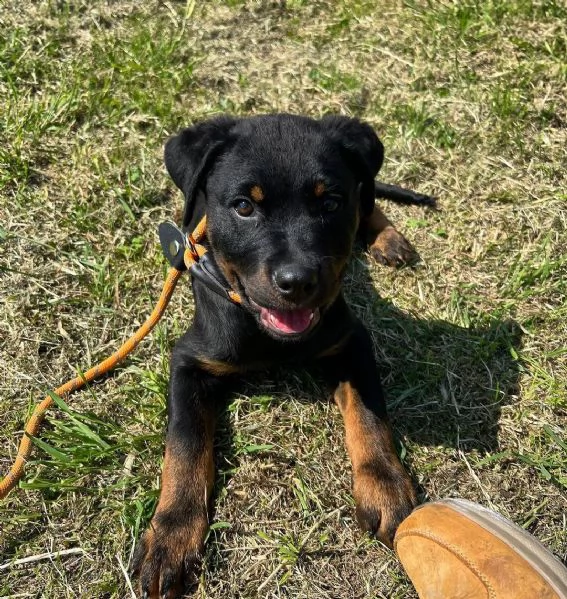 Cuccioli di rottweiler | Foto 2