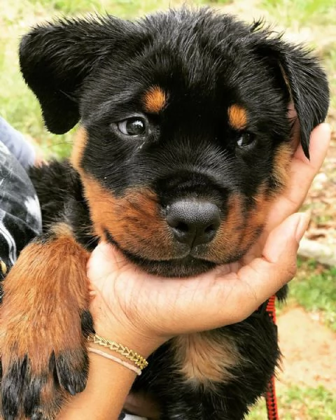 Cuccioli di rottweiler | Foto 1