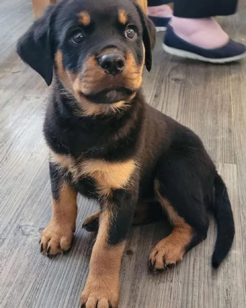 Cuccioli di rottweiler | Foto 0