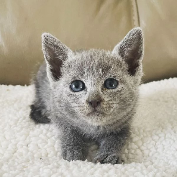 Bellissimi gattini blu di Russia. | Foto 3