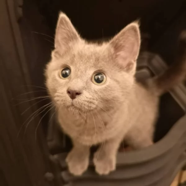 Bellissimi gattini blu di Russia. | Foto 2