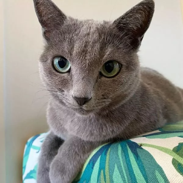 Bellissimi gattini blu di Russia. | Foto 1