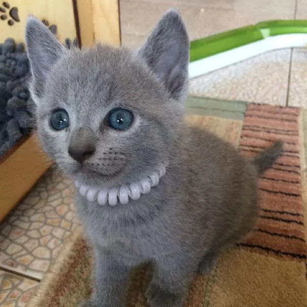 Bellissimi gattini blu di Russia. | Foto 0