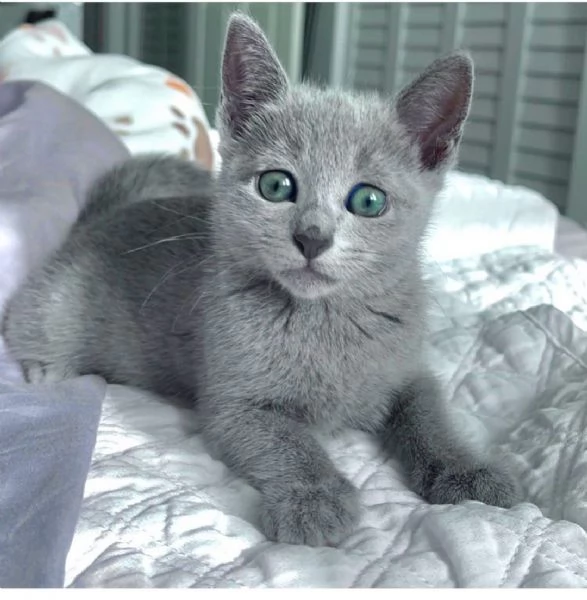 Bellissimi gattini blu di Russia.