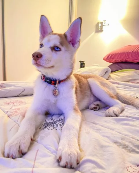Cuccioli di husky siberiano