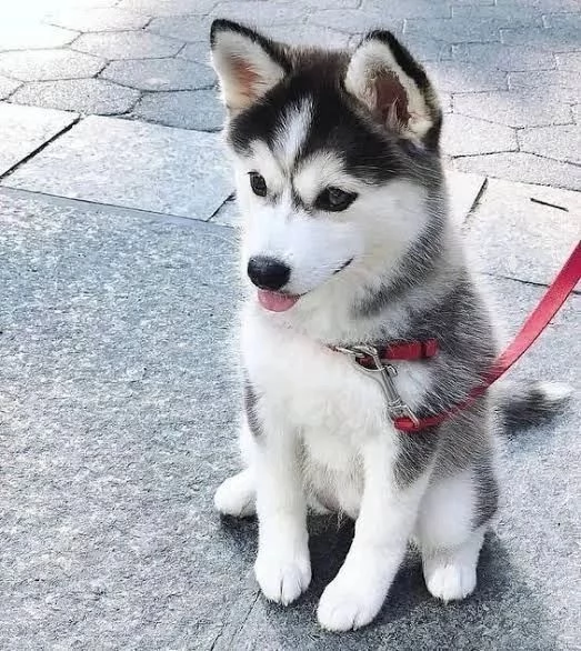 Cuccioli di husky siberiano | Foto 1