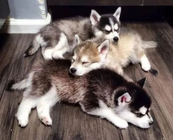 Cuccioli di husky siberiano | Foto 0