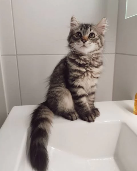 Gattini siberiani con documenti. | Foto 2