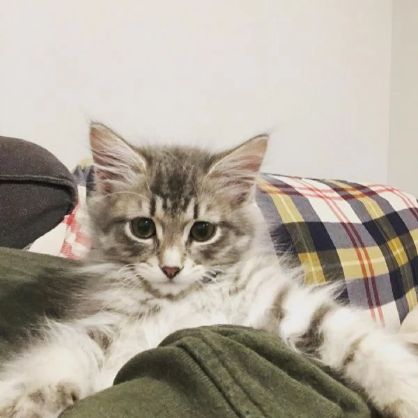 Gattini siberiani con documenti. | Foto 1