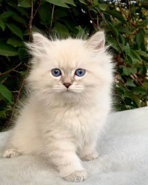 Gattini siberiani con documenti.