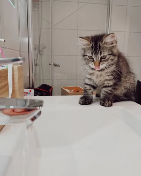 Gattini siberiani con documenti. | Foto 0