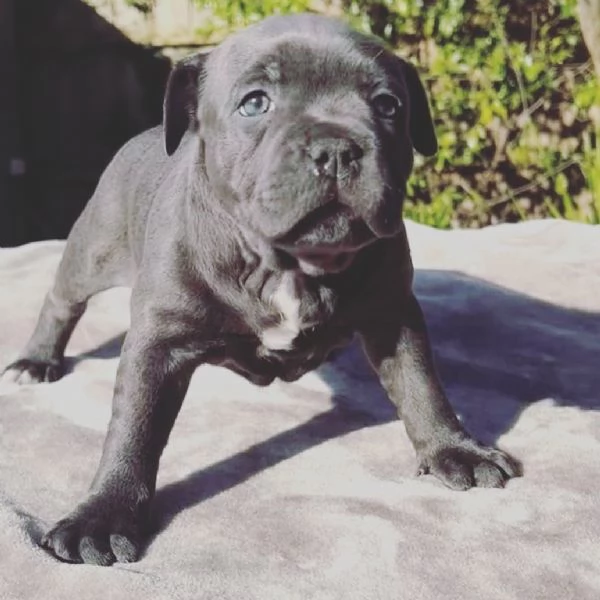 Cuccioli di staffordshire terrier americano | Foto 2