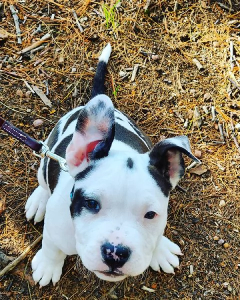 Cuccioli di staffordshire terrier americano