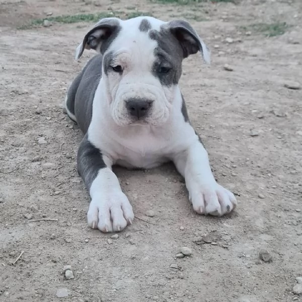 Cuccioli di staffordshire terrier americano | Foto 0