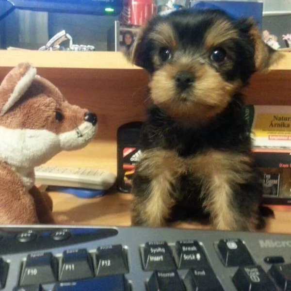 Cuccioli di Yorkshire terrier