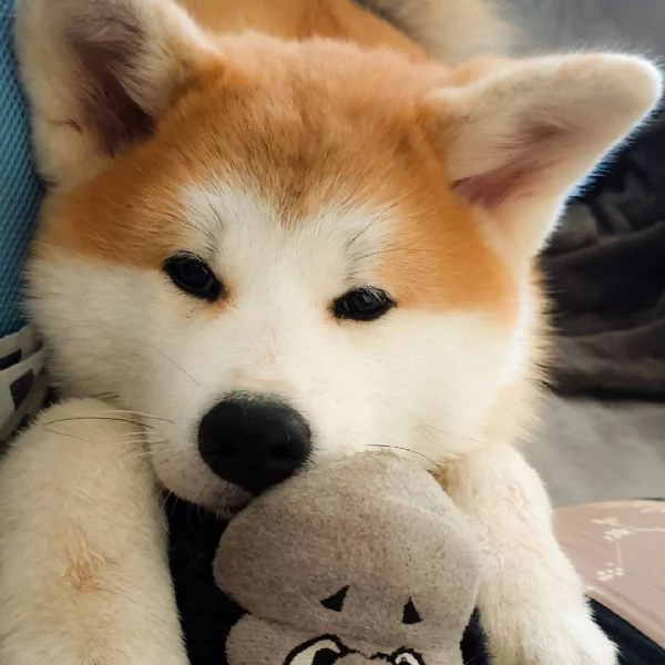 Cuccioli di Akita Inu sani