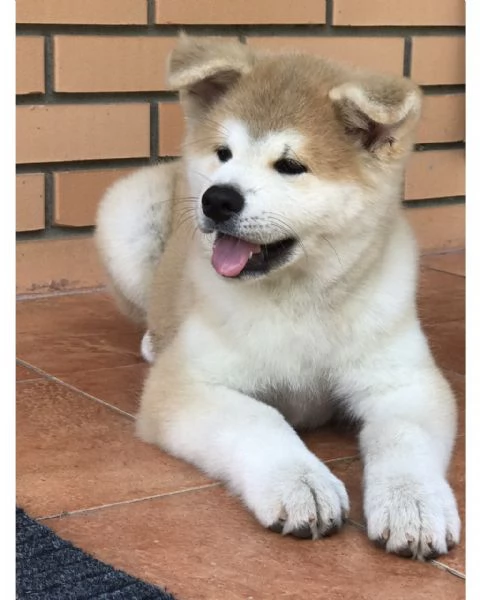 Cuccioli di Akita Inu sani | Foto 2