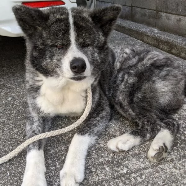 Cuccioli di Akita Inu sani | Foto 1