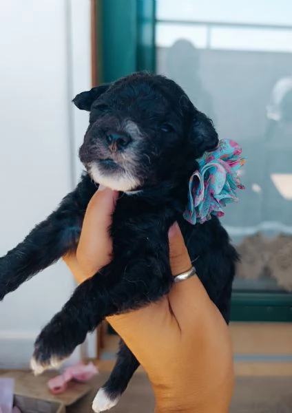 Barboncini Toy  | Foto 5