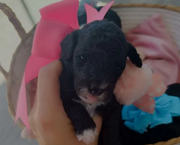 Barboncini Toy  | Foto 4