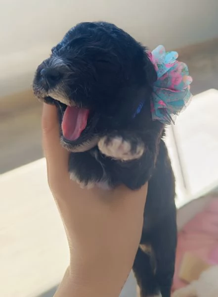 Barboncini Toy  | Foto 3