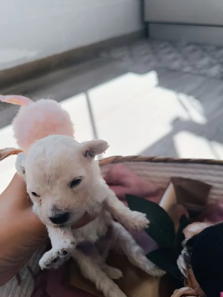 Barboncini Toy  | Foto 2