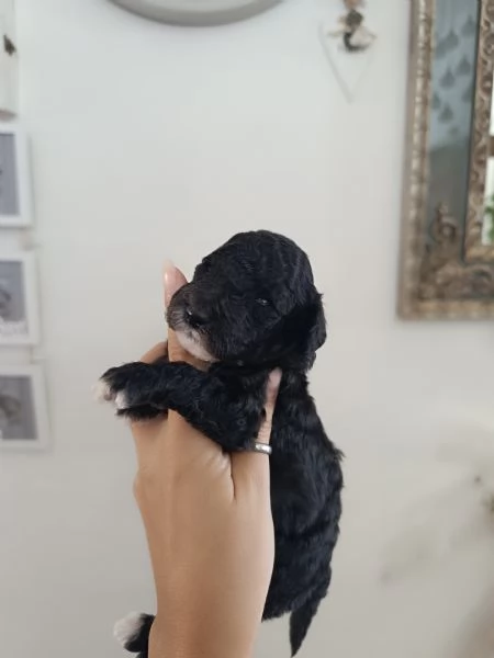 Barboncini Toy  | Foto 1