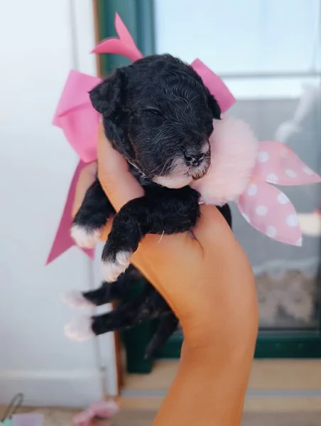 Barboncini Toy  | Foto 0