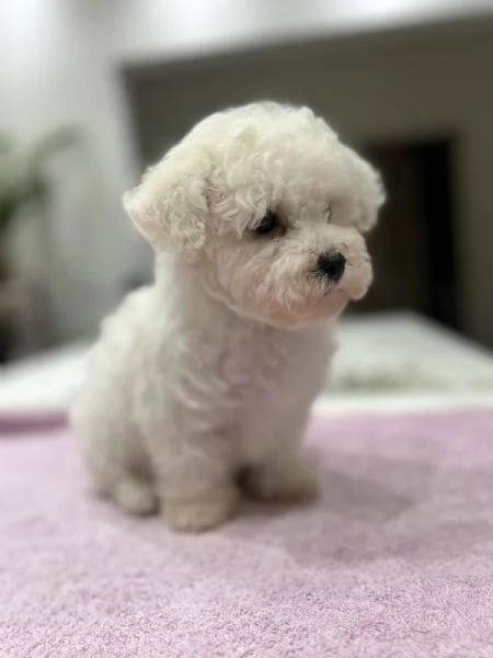 Bichon Frise cuccioli in vendita | Foto 6