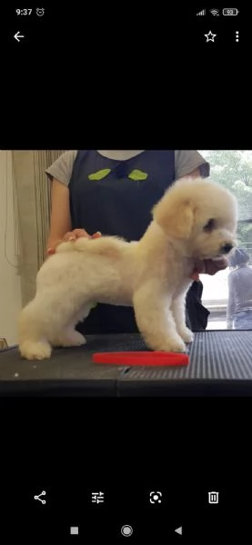Bichon Frise cuccioli in vendita | Foto 5