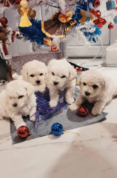 Bichon Frise cuccioli in vendita