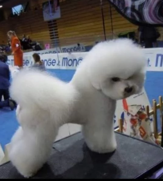 Bichon Frise cuccioli in vendita | Foto 4