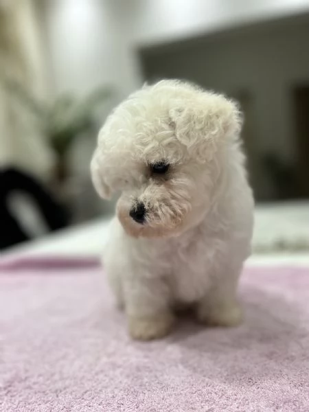 Bichon Frise cuccioli in vendita | Foto 3