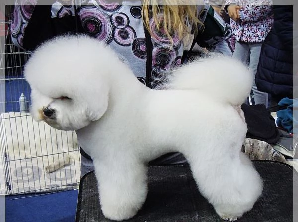 Bichon Frise cuccioli in vendita | Foto 2
