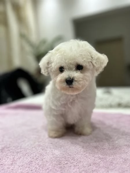 Bichon Frise cuccioli in vendita | Foto 1