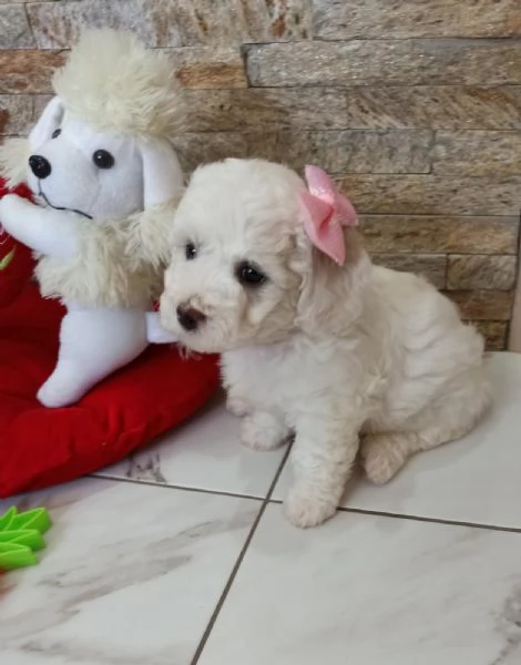 Bichon Frise cuccioli in vendita | Foto 0