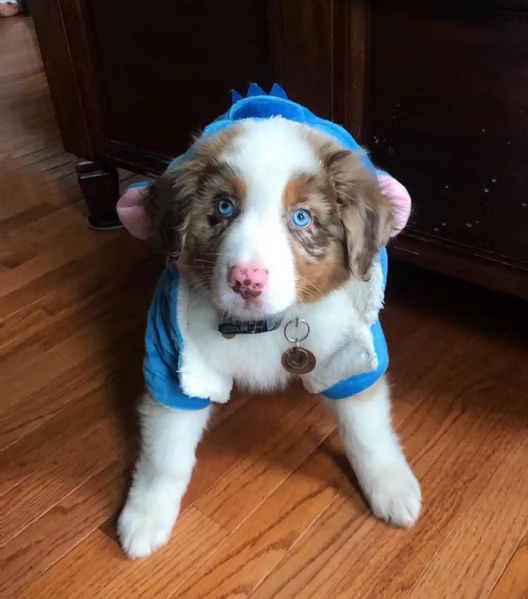 Cuccioli di pastore australiano