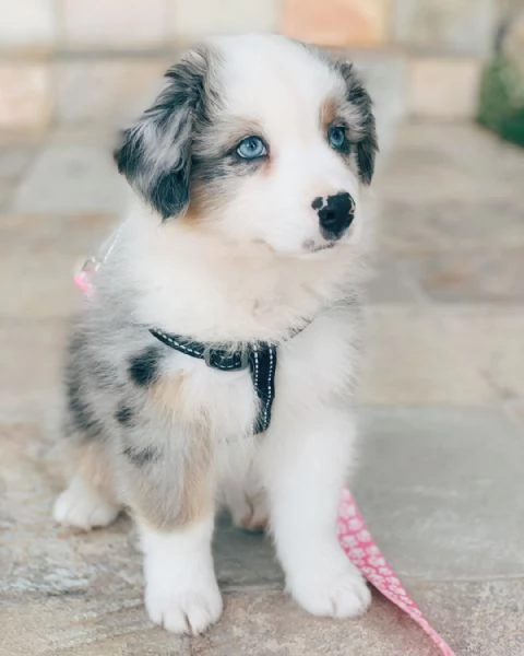 Cuccioli di pastore australiano | Foto 1