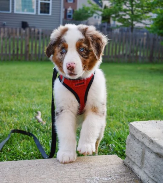 Cuccioli di pastore australiano | Foto 0