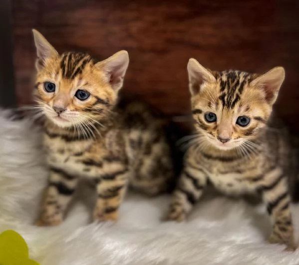 Gattini del Bengala | Foto 0