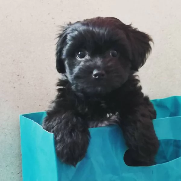 Tieni i cuccioli | Foto 2