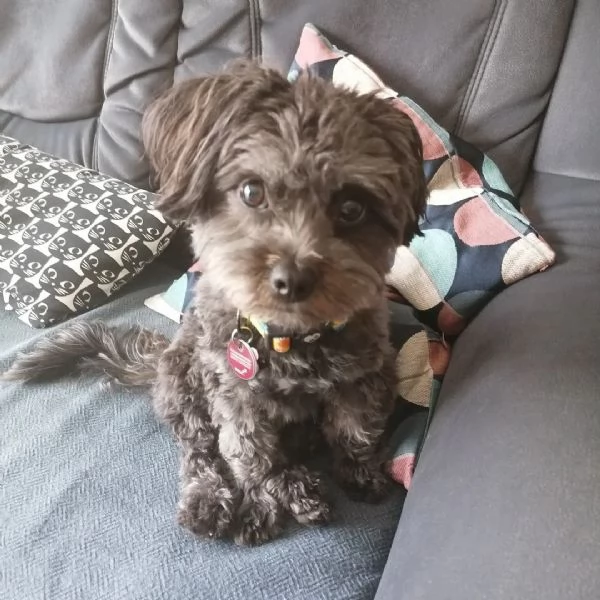 Tieni i cuccioli | Foto 1