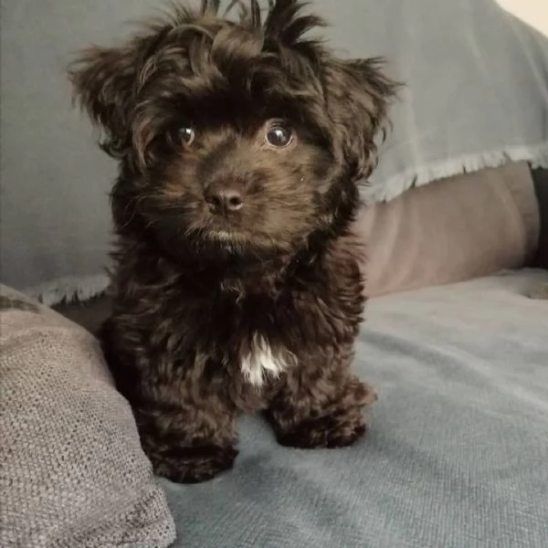 Tieni i cuccioli | Foto 0