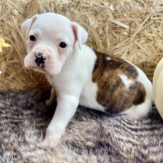 Cuccioli di boxer | Foto 1