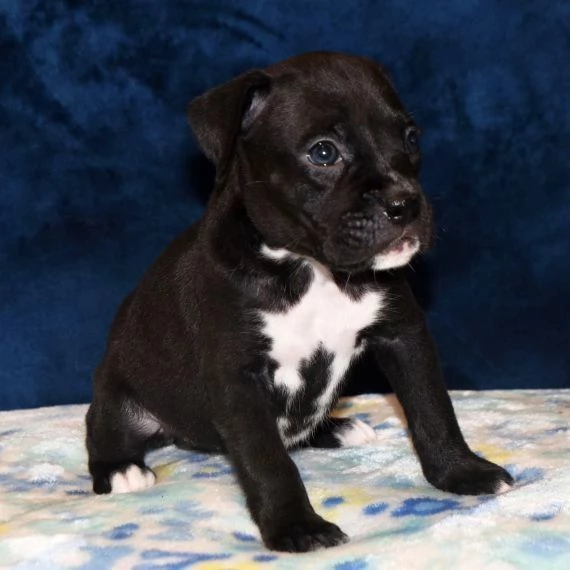 Cuccioli di boxer | Foto 0