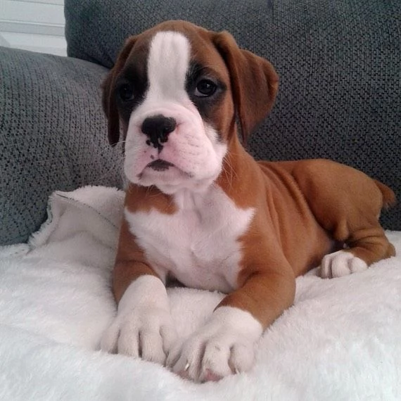 Cuccioli di boxer